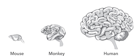 neocortex in three mammalian species