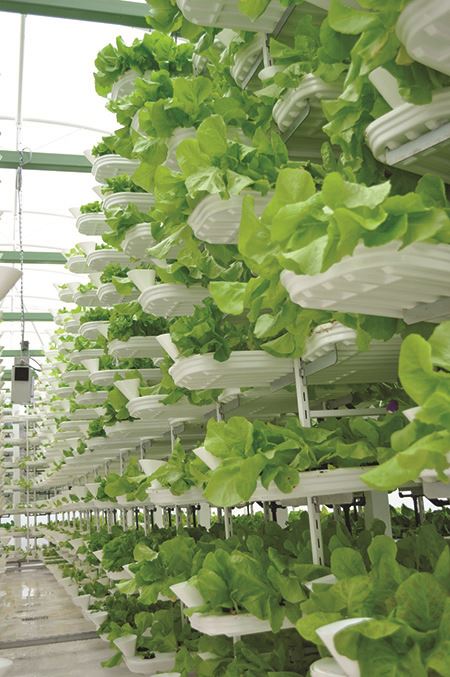 Lettuce growing on vertical farm